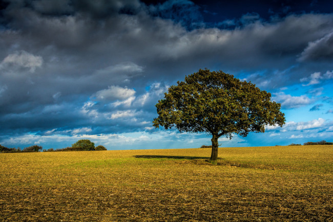 Обои картинки фото природа, деревья, дерево, поле