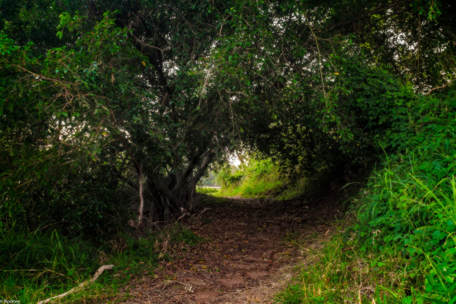 Обои картинки фото природа, дороги, тропинка, деревья