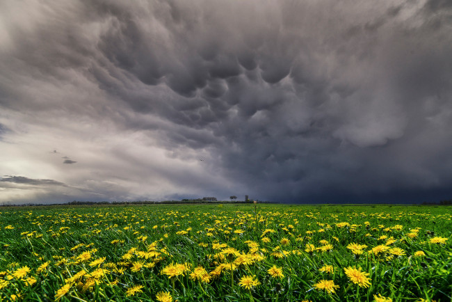 Обои картинки фото природа, луга, весна, май, небо, вымеобразные, облака, луг, поле, желтые, цветы, одуванчики