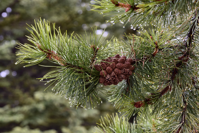 Обои картинки фото природа, шишки,  жёлуди,  каштаны, сосна