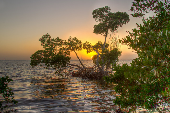 Обои картинки фото природа, восходы, закаты, океан, мангры, рассвет