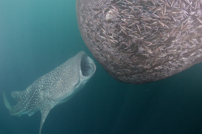 Обои картинки фото shark, животные, акулы, рыбы, море, хищник, акула