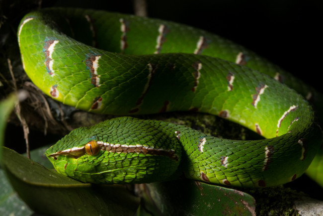 Обои картинки фото животные, змеи,  питоны,  кобры, зеленая, змея