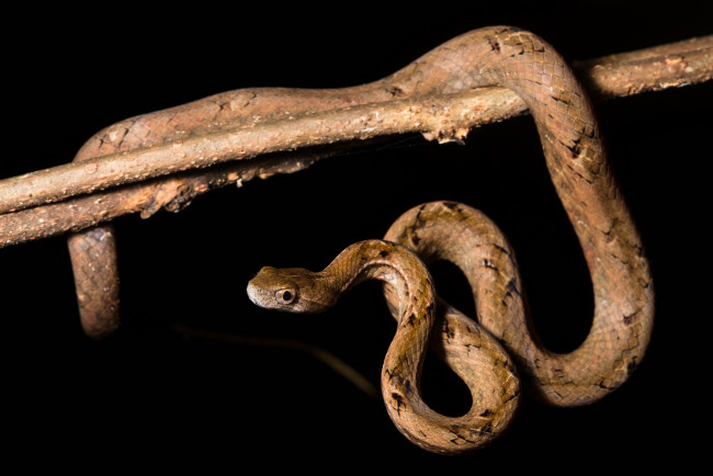 Обои картинки фото животные, змеи,  питоны,  кобры, змейка