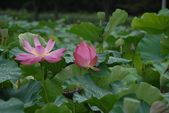 Обои картинки фото цветы, лотосы, лепестки