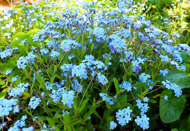 Обои картинки фото цветы, незабудки, голубой