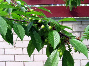 Картинка природа Ягоды черешня весна незрелая