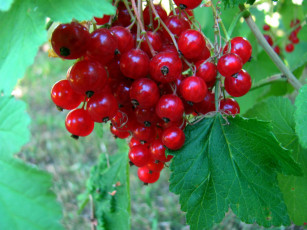 обоя природа, Ягоды, красная, смородина