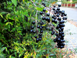 обоя природа, Ягоды, ветка, черный