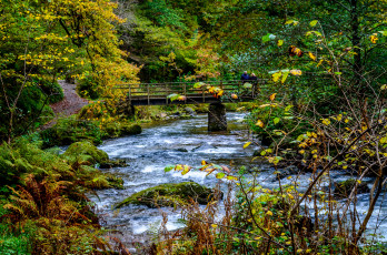 Картинка природа реки озера река рекалес лес