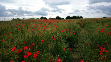 Картинка природа поля красный маки лето