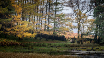 Картинка природа реки озера река лес