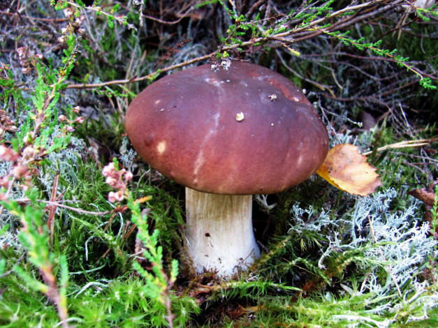 Обои картинки фото природа, грибы, боровик