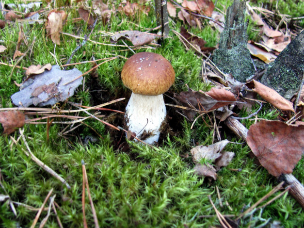 Обои картинки фото природа, грибы, боровик