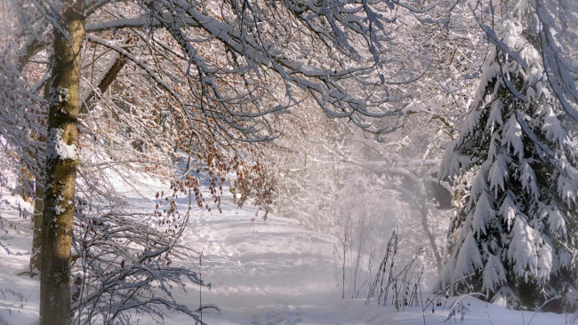 Обои картинки фото природа, зима, снег, лес