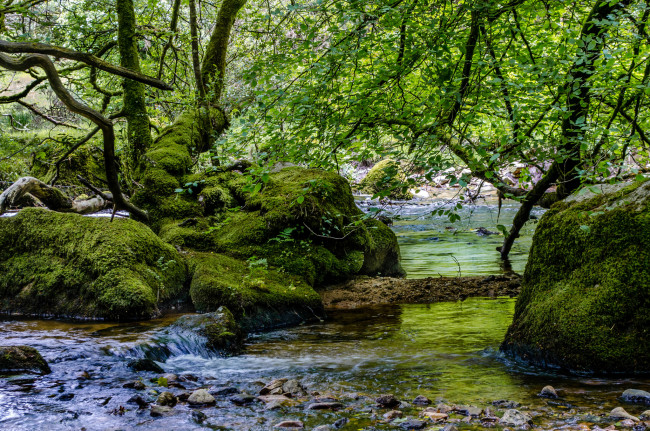 Обои картинки фото природа, реки, озера, река, лес