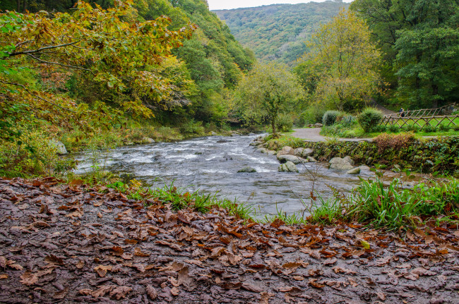 Обои картинки фото природа, реки, озера, река, лес