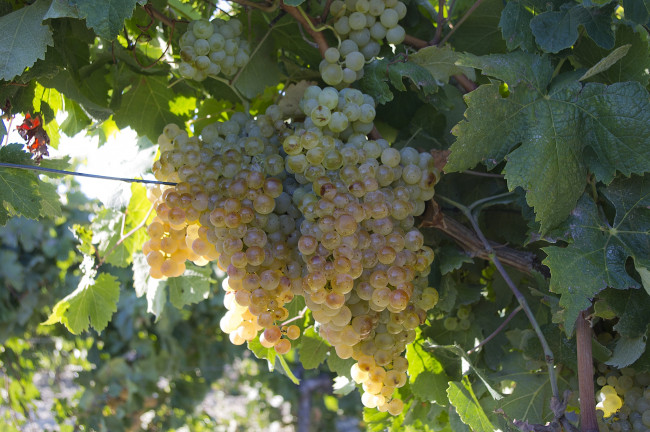 Обои картинки фото природа, Ягоды,  виноград, лоза