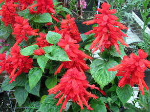 Картинка цветы красный