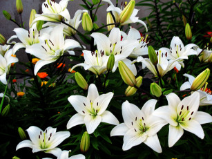 Картинка цветы лилии +лилейники белый