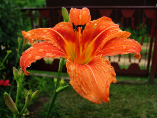 Картинка цветы лилии +лилейники капли лилейник