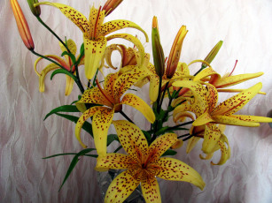 Картинка цветы лилии +лилейники крапинки