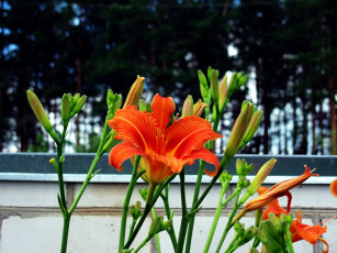 Картинка цветы лилии +лилейники лилейник