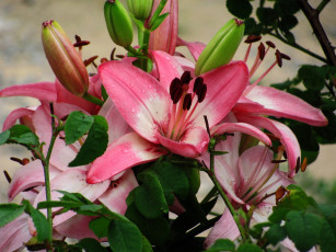 Картинка цветы лилии +лилейники розовый