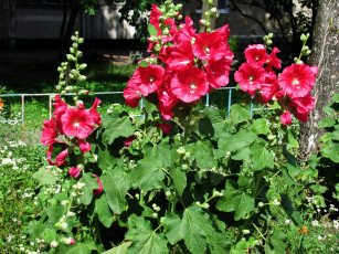 Картинка цветы мальвы куст