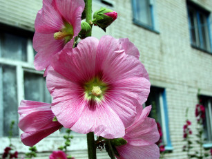 Картинка цветы мальвы розовый