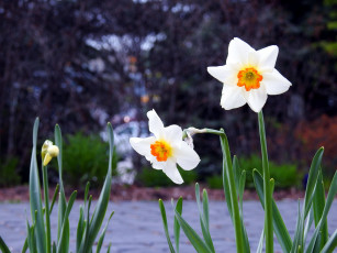 Картинка цветы нарциссы белый