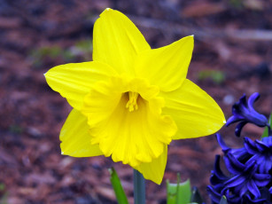 Картинка цветы нарциссы желтый