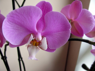 Картинка цветы орхидеи экзотика