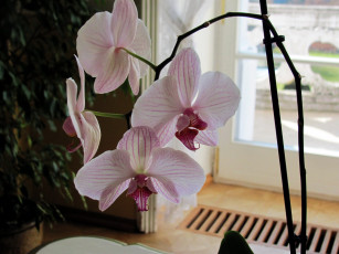 Картинка цветы орхидеи экзотика