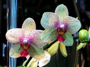 Картинка цветы орхидеи экзотика