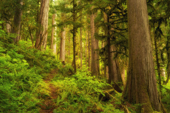 Картинка природа лес тропа деревья