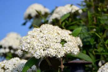 Картинка цветы цветущие+деревья+ +кустарники калина