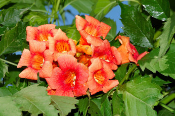 Картинка цветы кампсис+ текома фон лепестки