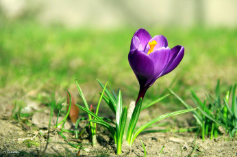 Картинка цветы крокусы одиночка первоцвет