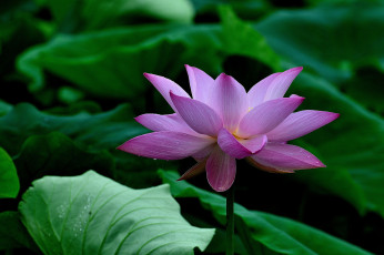 Картинка цветы лотосы лепестки фон