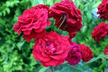 Картинка цветы розы розовый