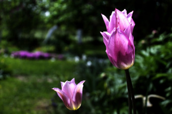 Картинка цветы тюльпаны бутоны