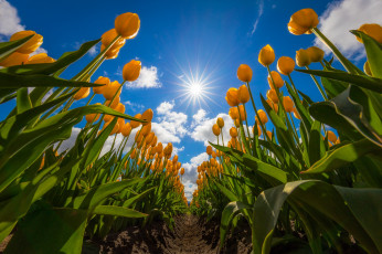 Картинка цветы тюльпаны жёлтые поле небо