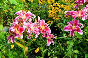 Картинка цветы разные+вместе рудбекия лилии