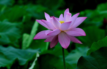 Картинка цветы лотосы лепестки фон