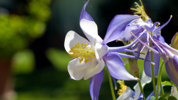 Картинка цветы аквилегия+ водосбор