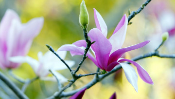 Картинка цветы магнолии бутон