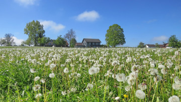 Картинка цветы одуванчики