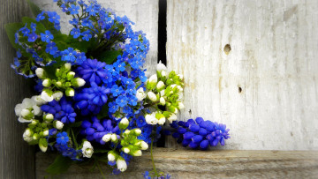 Картинка цветы разные+вместе незабудки мускари