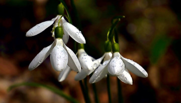 Картинка цветы подснежники +белоцветники +пролески первоцветы